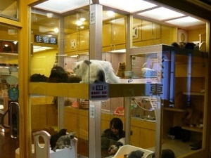 宠物店的香氛系统保障了空间空气质量的清新